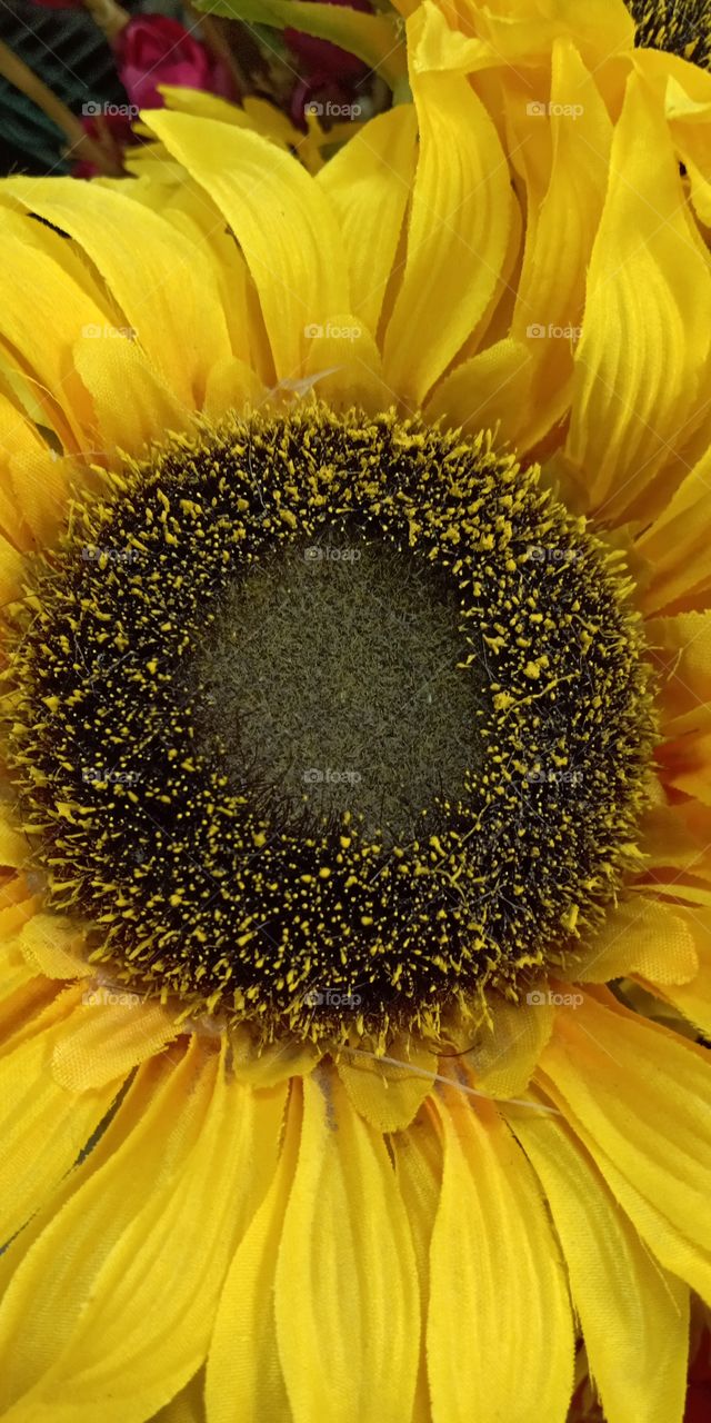 Sunflower, No Person, Flower, Flora, Pollen