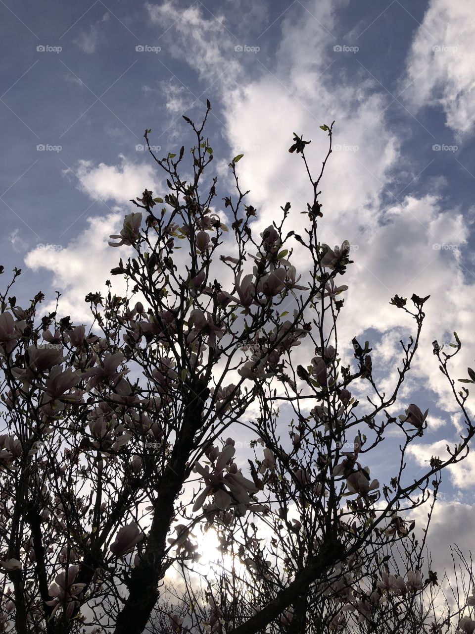Trees on the cloudy sky 