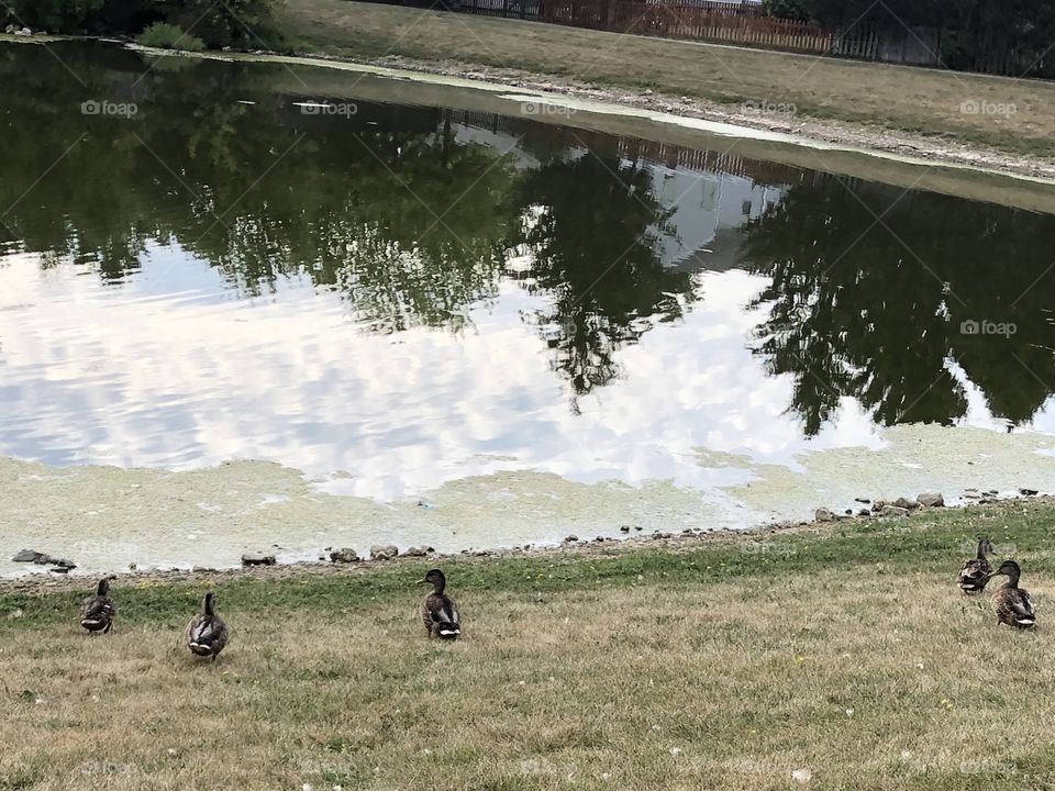 Mallards at Pond
