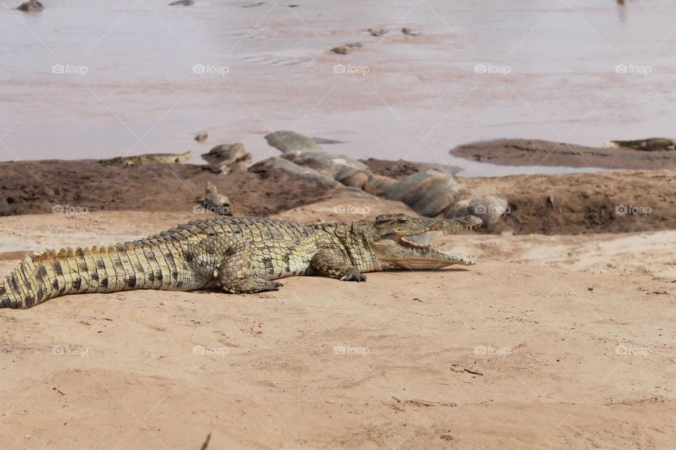 Krokodyl