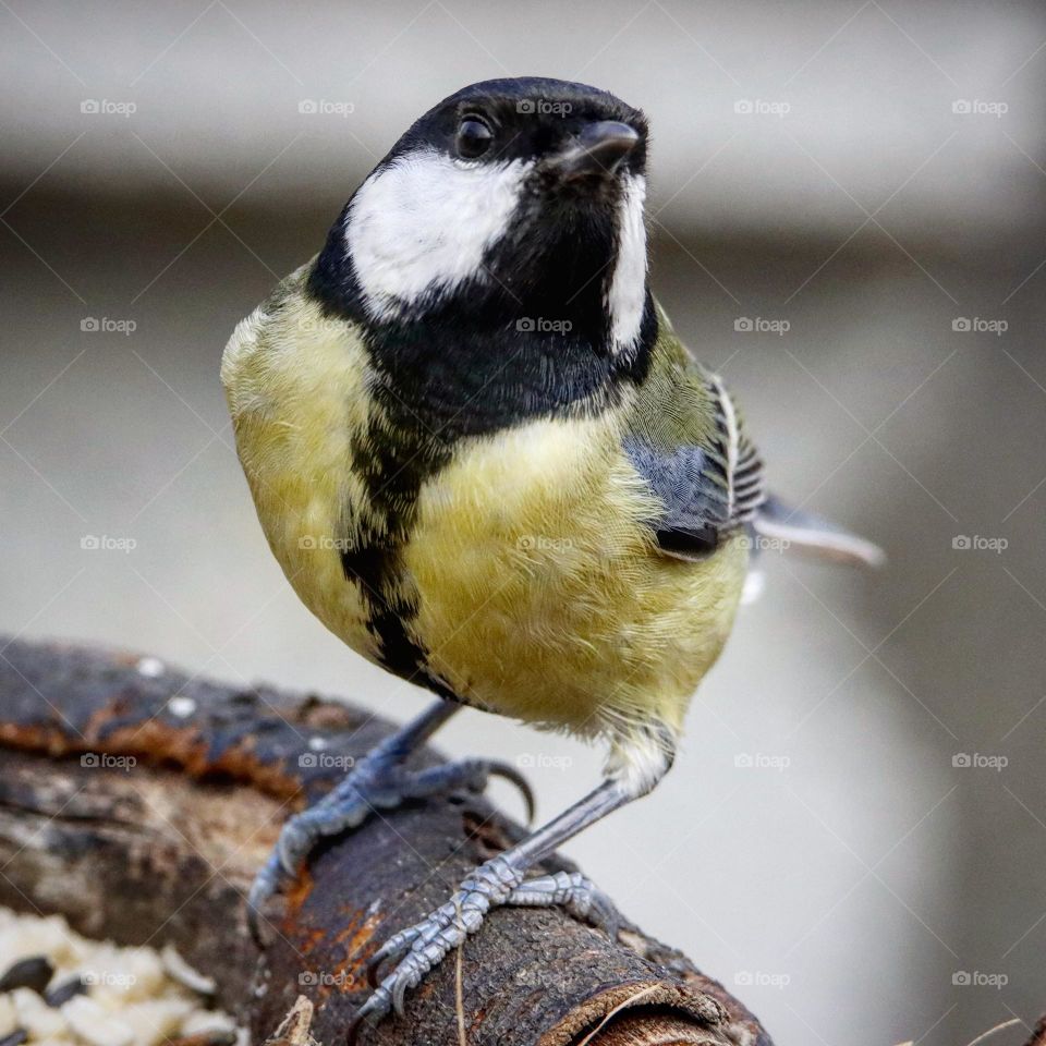 Beautiful and cute bird