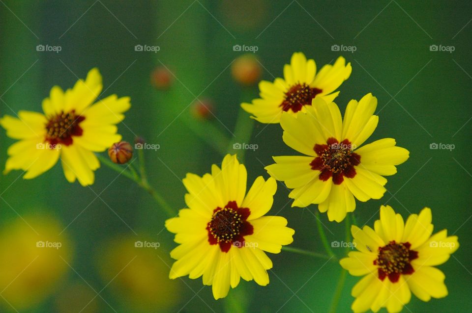 coreopsis