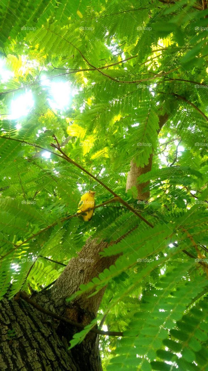 Yellow canary bird on the tree.