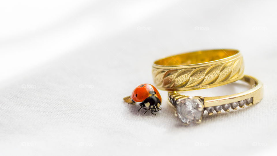 Ladybird next to the ring 
