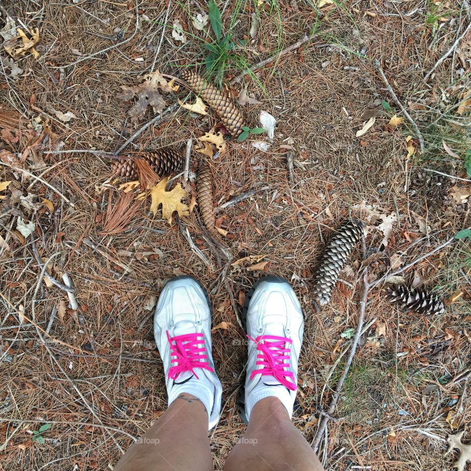 Sidewalk debris from trees on my daily walk.