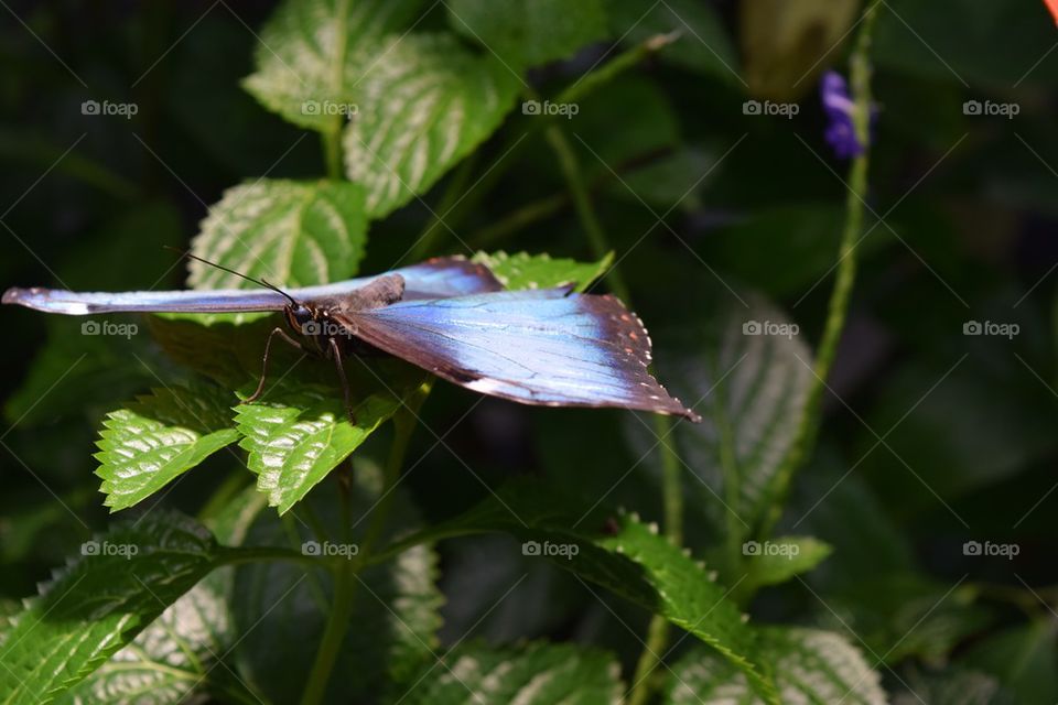 garden vacation blue butterfly san fransisco by enchantedeyee