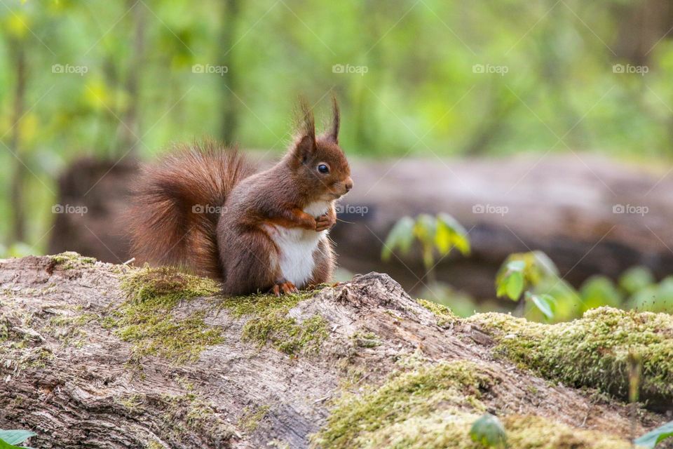 Red squirrel in the forest, funny posture