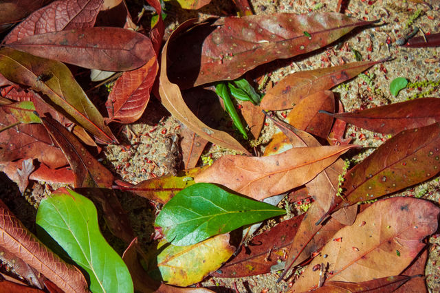 High angle view of autumn leafs