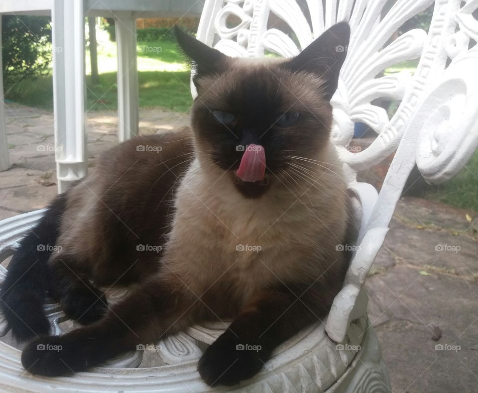 gato siamês passando a língua no focinho e deitado em cadeira branca.