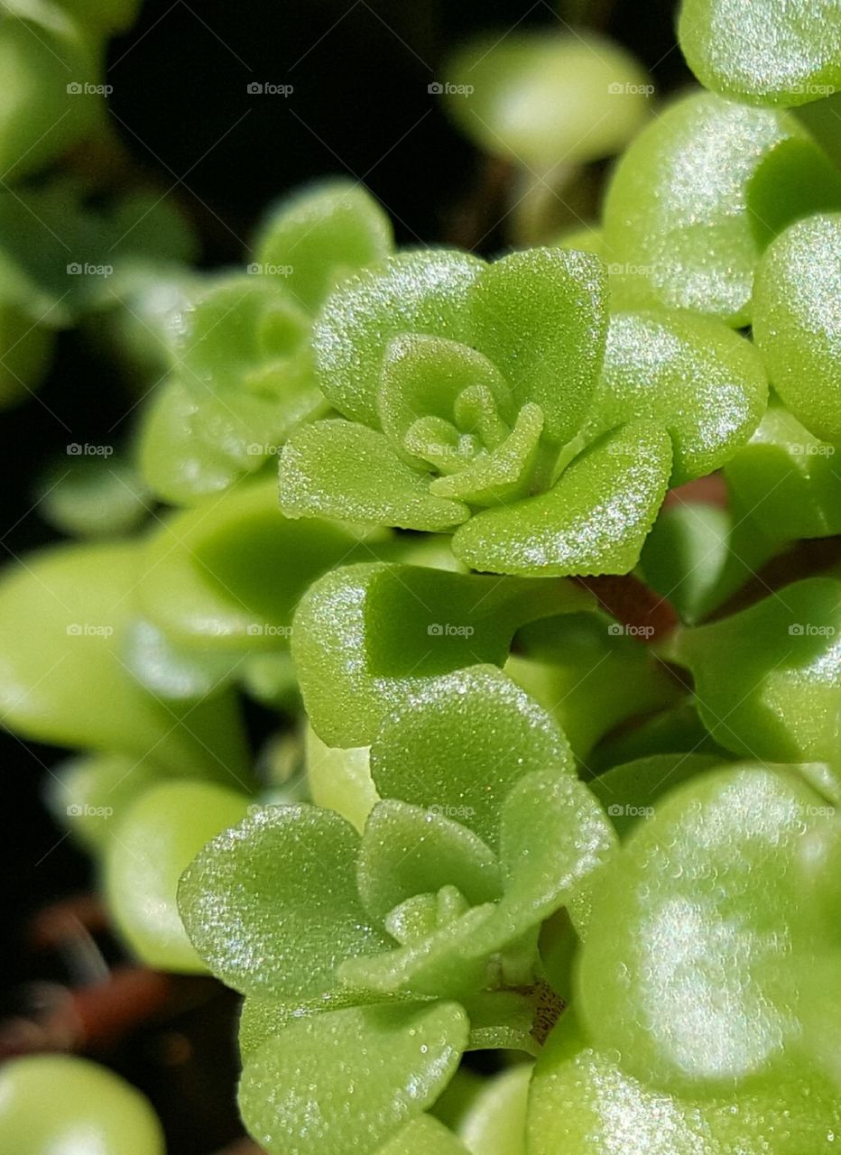 Tiny succulent