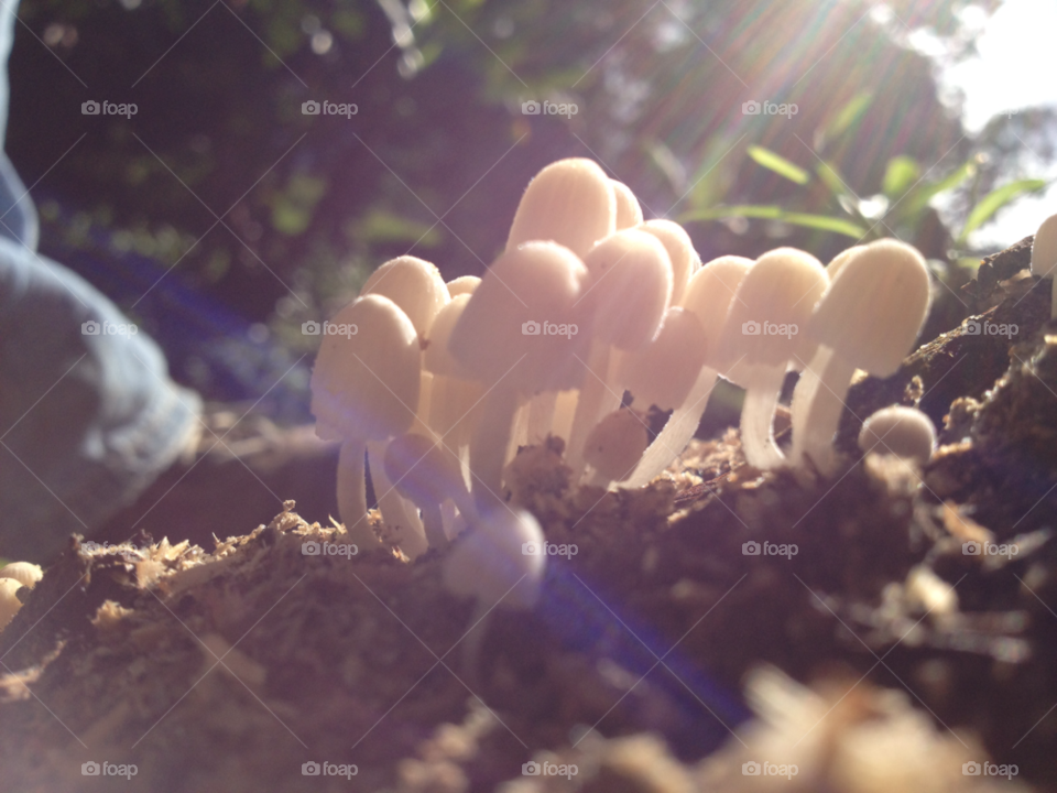 nature sun mushrooms dominican republic by omarod
