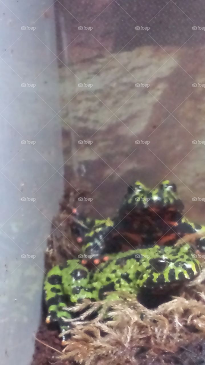 froggies