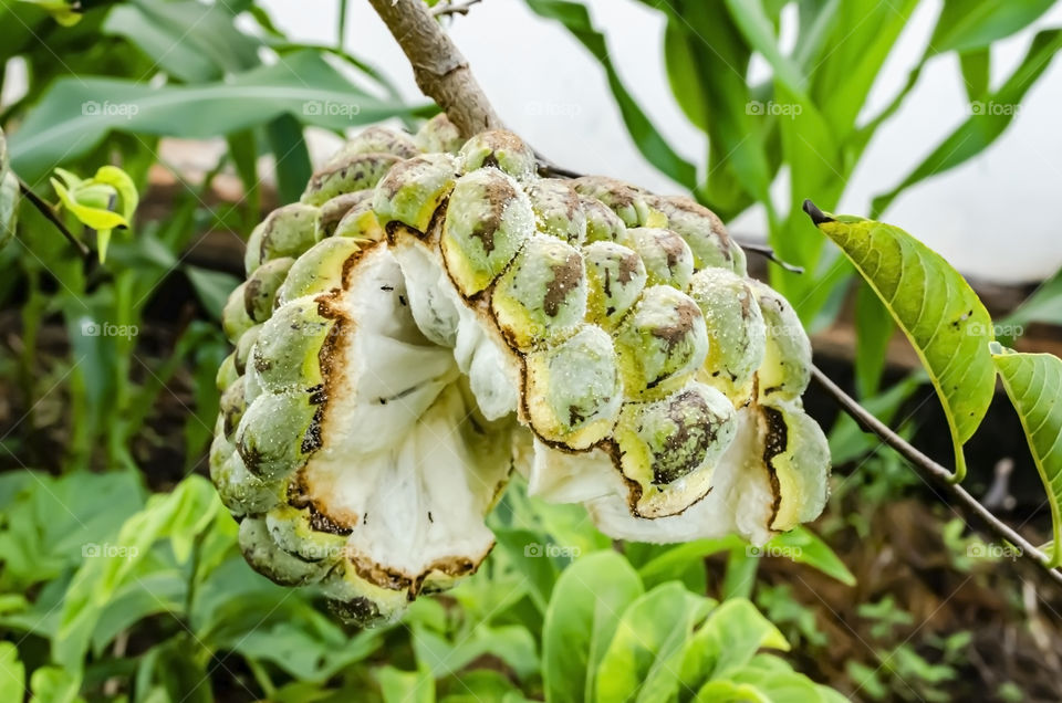 Side View Of Burst Sweetsop On Tree