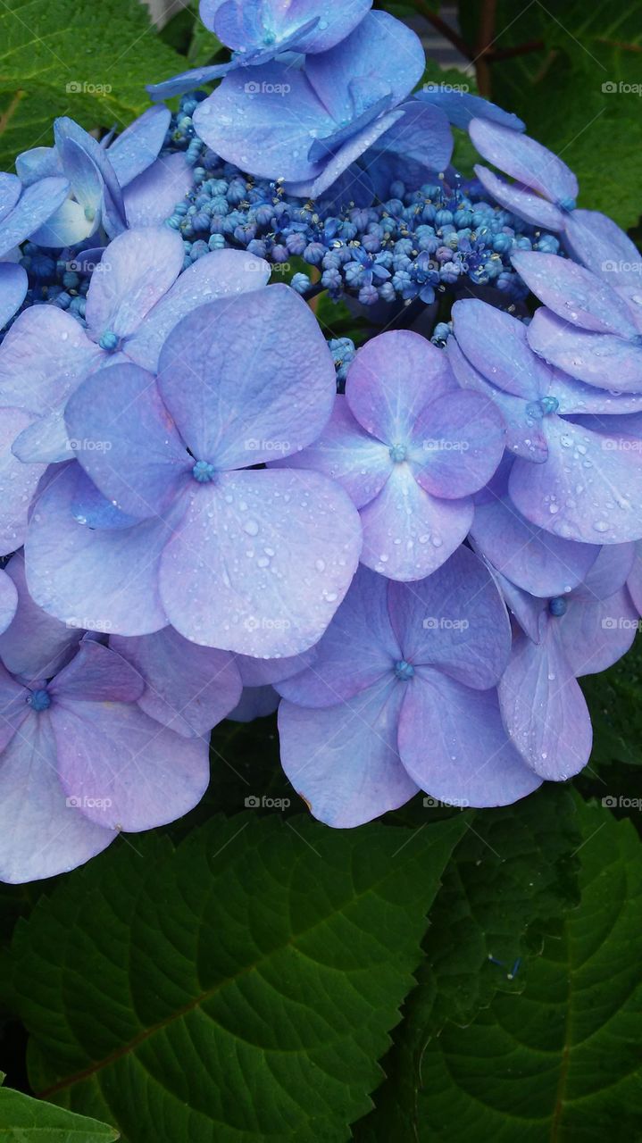 Nature, Flower, Flora, No Person, Summer