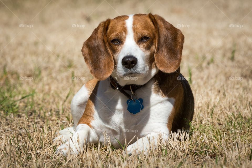 Dreamy looking dog looks camer. Dreamy looking white and brown dog lying on the ground. Big ears. Burnt grass. 