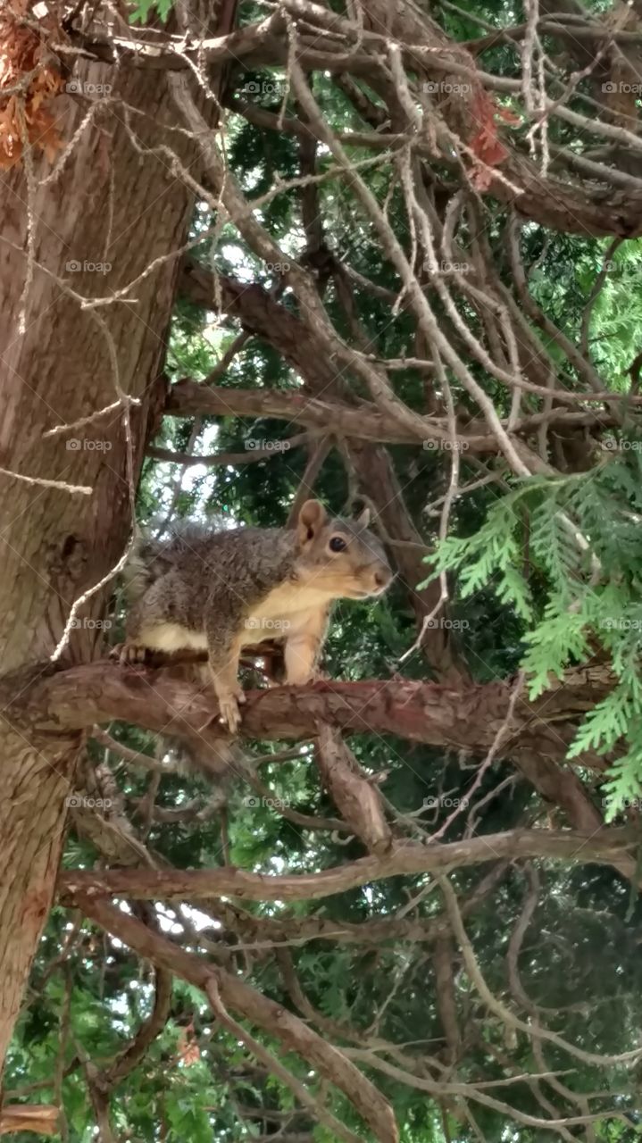 Brave City Squirrel in the Pines
