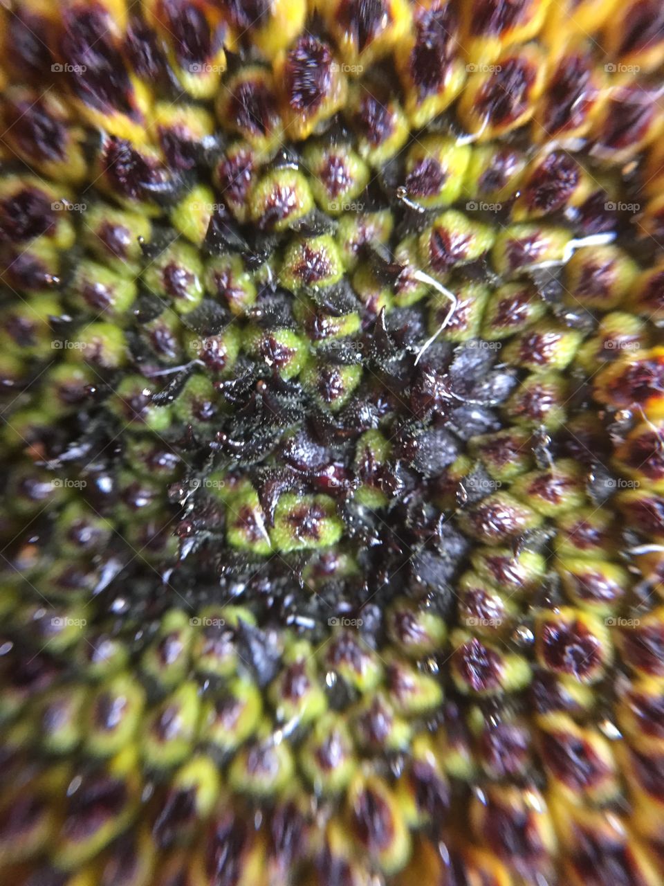 Sunflower seed macro