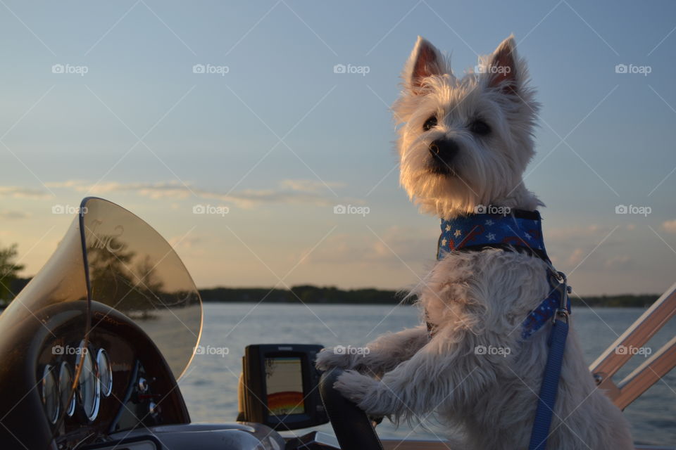 Captain Jethro the Westie 