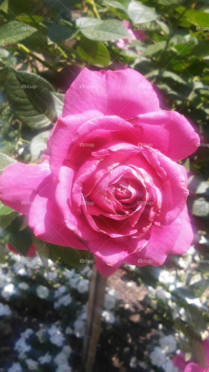 blossom red rose