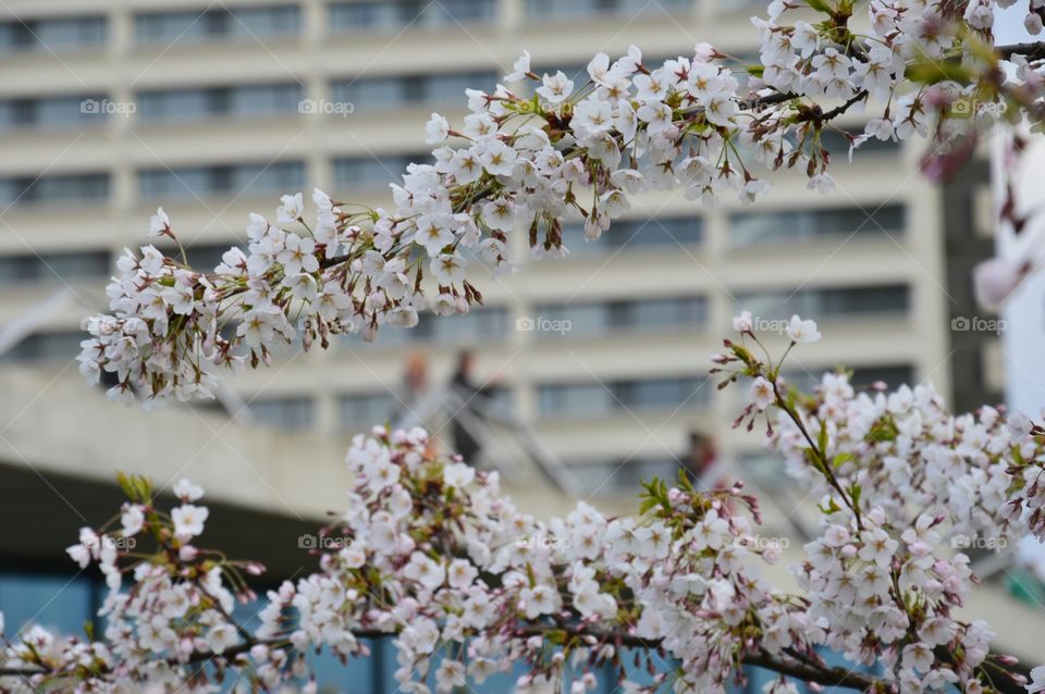 cherry building and people