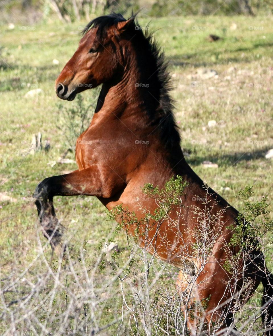 Wild Horse Sparring with Another Stallion