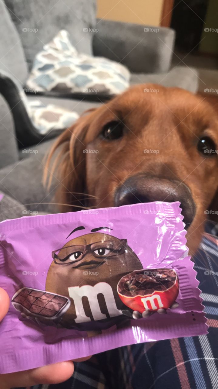 Golden retriever wishing he could share these candies with me. 