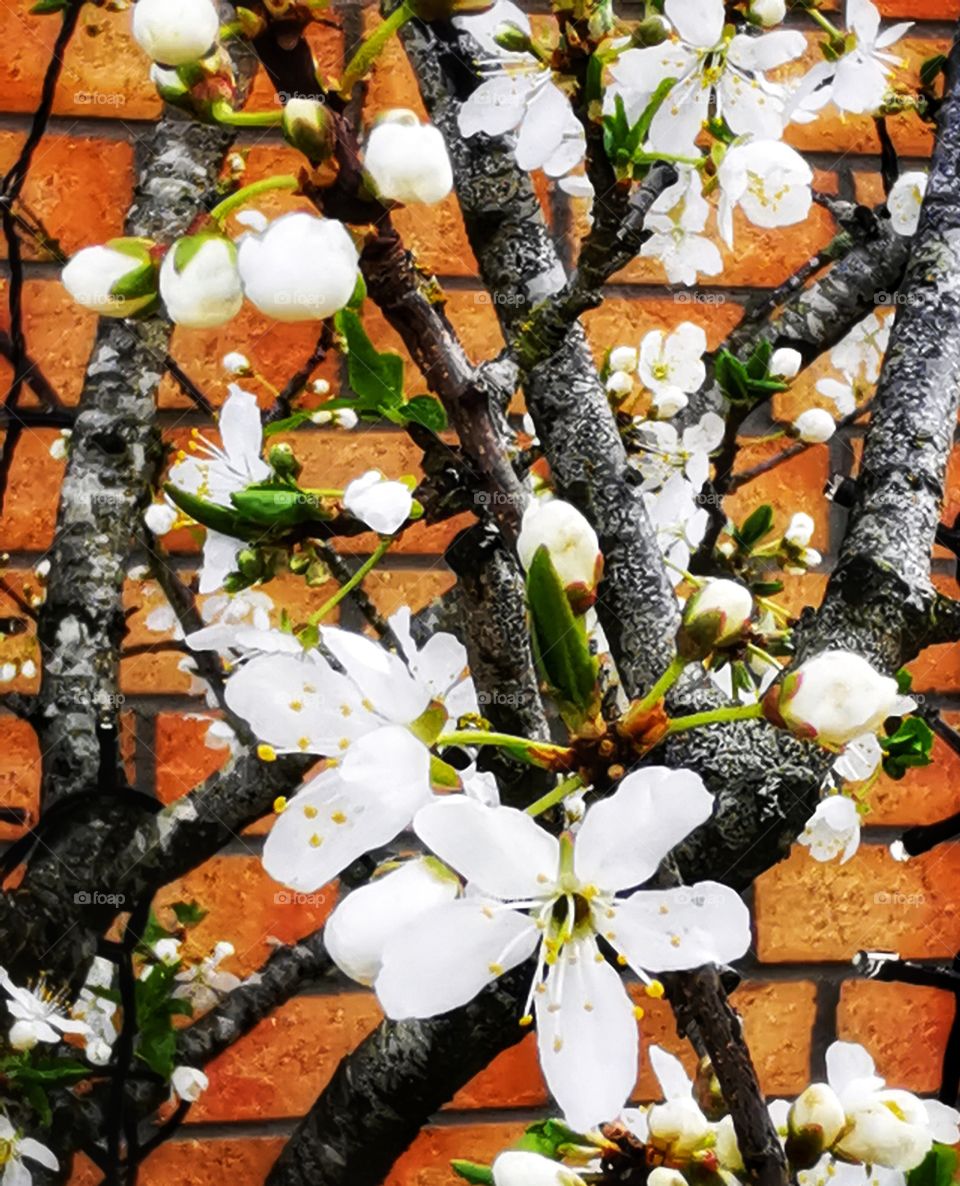 Cherry blossom in spring