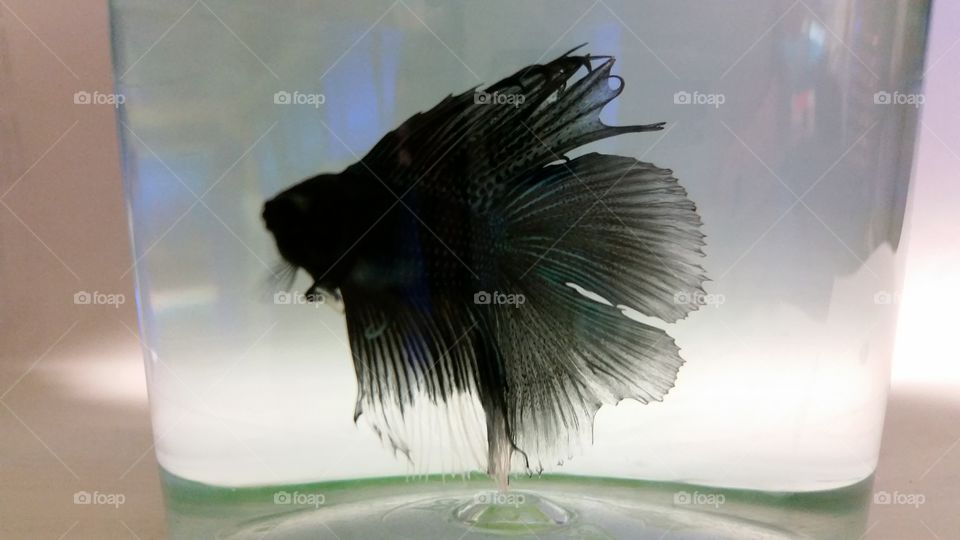 Black Betta Fish
