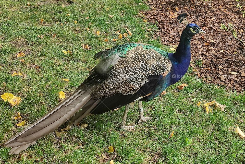 Peacock