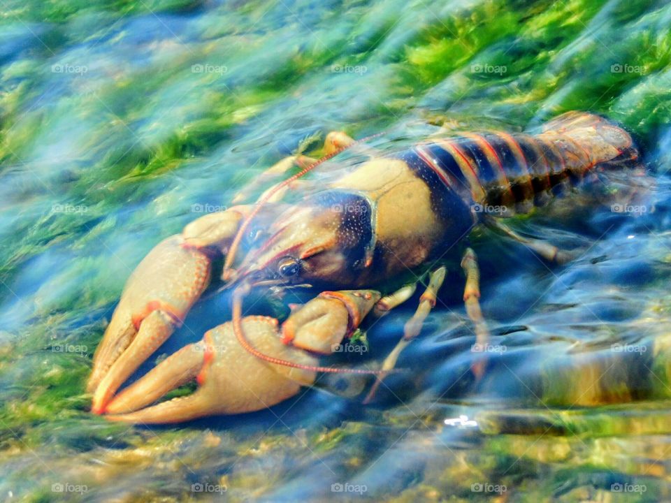 Close-up of Lobster underwater