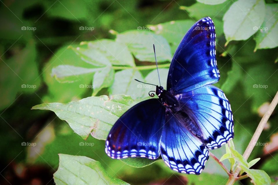 Blue-tipped Purple Butterfly
