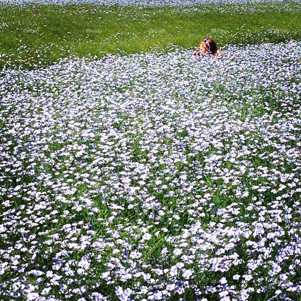 field of bliss