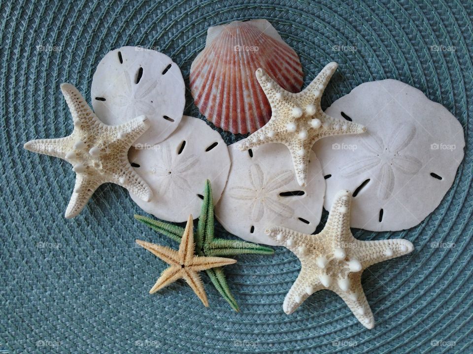 Sea shells 