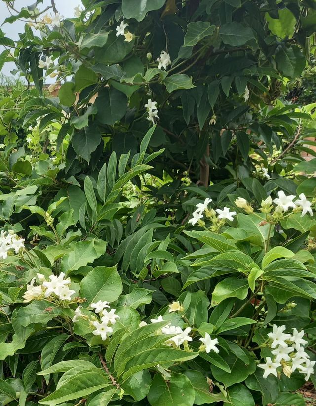 Flor de boca de leão.