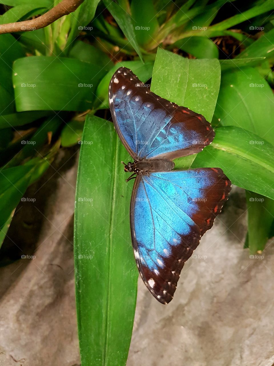 Beautiful blue butterfly resting on leaves in terrarium