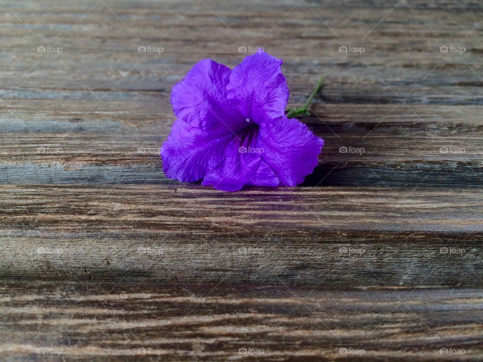 Wood, Flower, Nature, Wooden, No Person
