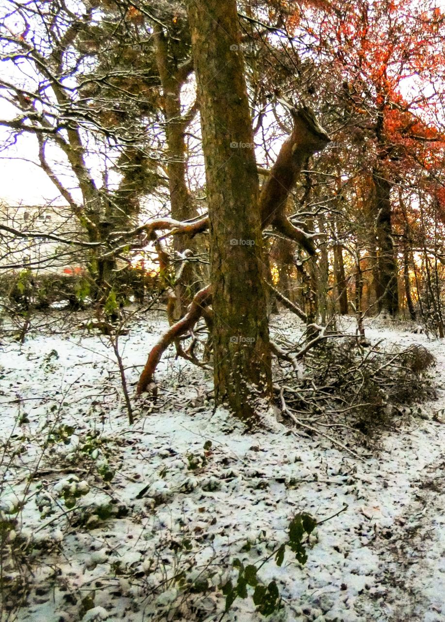 Scottish winter forrest with broken branch