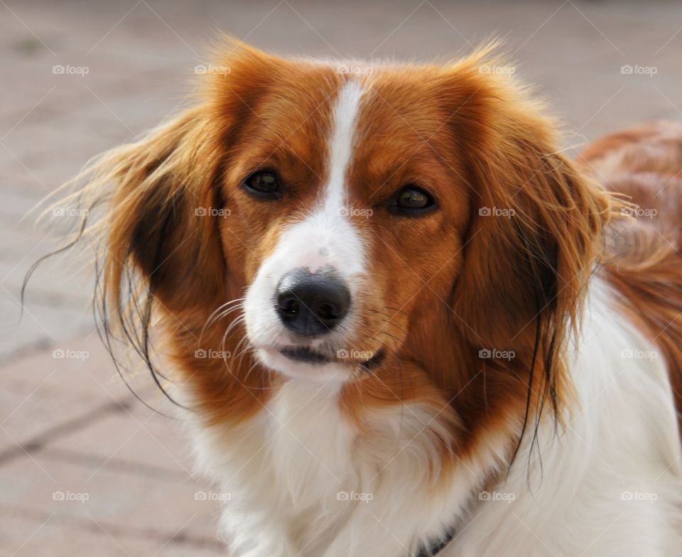 Portrait of kooikerhondje