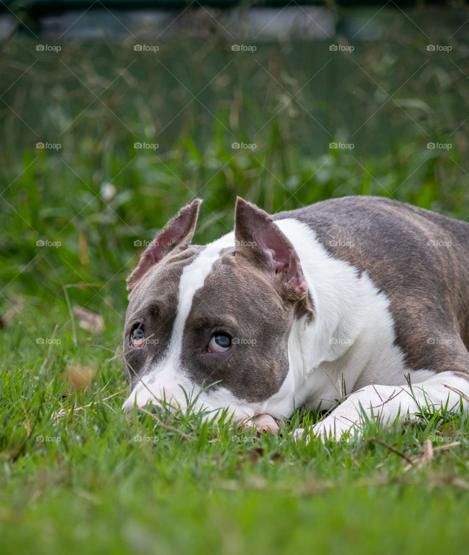 Pitbull with muzzle on grass, looking up