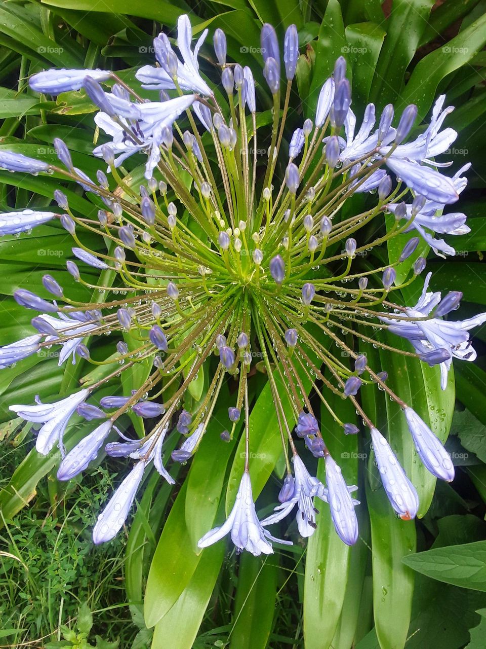 A beautiful display of a purple garden flowers at summertime.