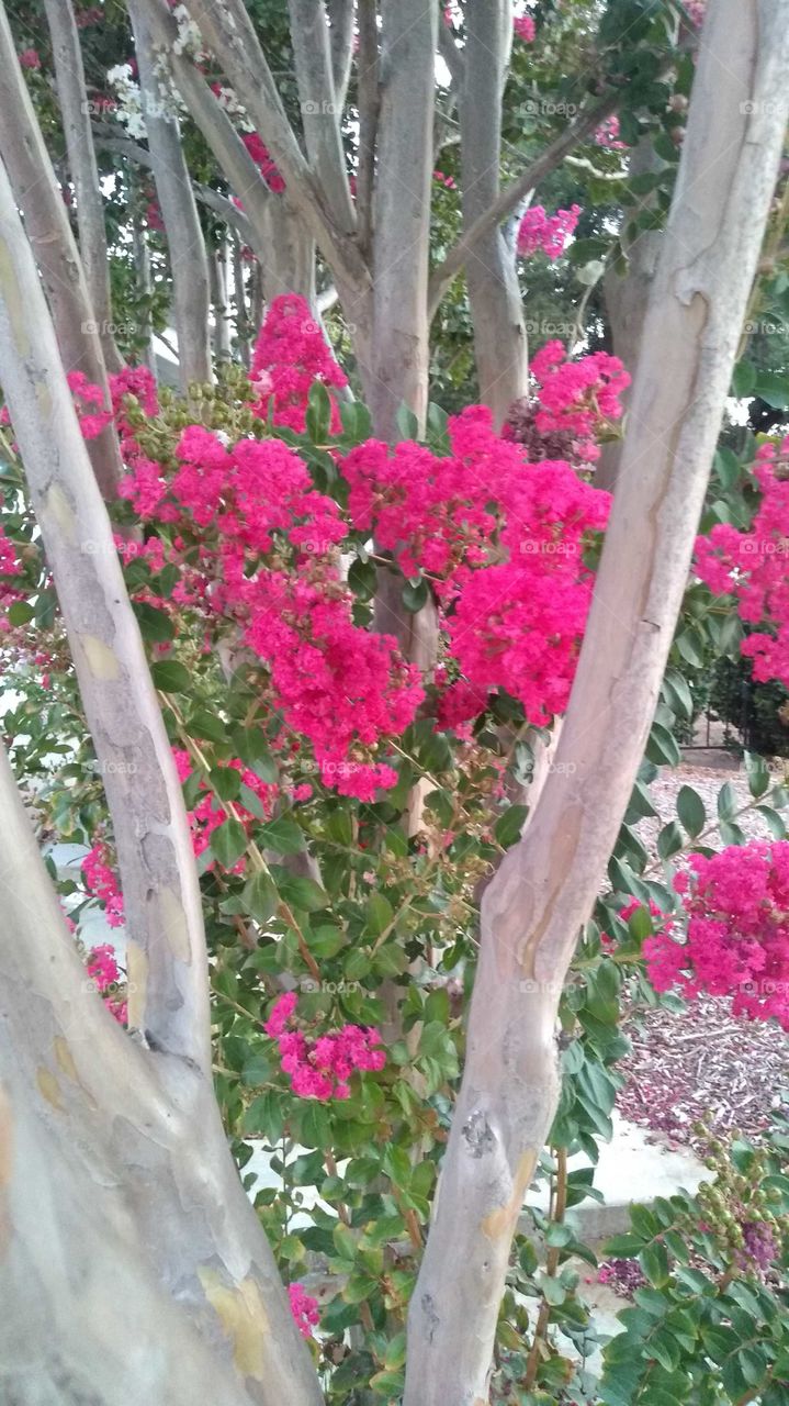 hot pink shrub growing between the trees I thought this was a beautiful picture