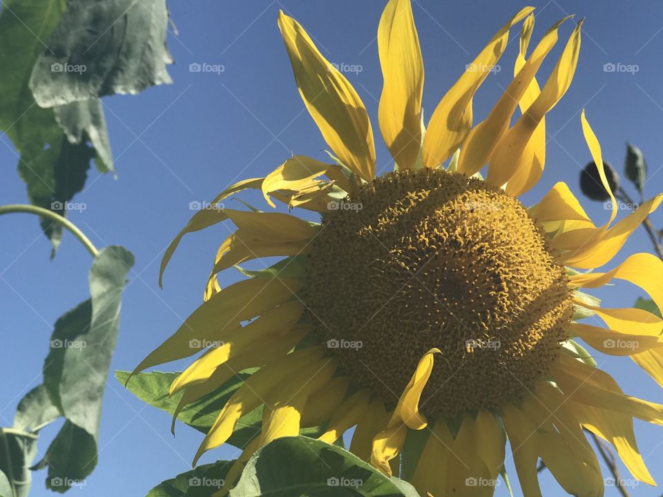 Close up of a sunflower 