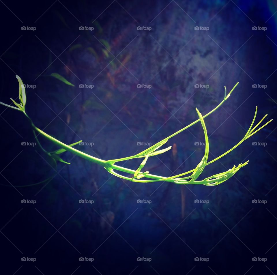 leaf leaf leaf leaf leaf