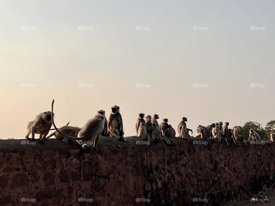 Monkeys in a row watching the sunset 