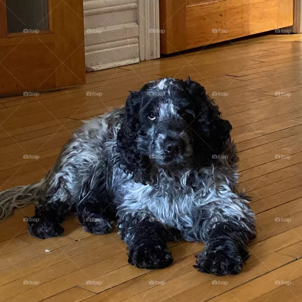 Bonnie