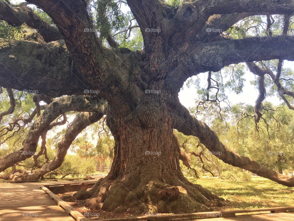 Huge ancient Treaty Oak tree in Jacksonville Florida USA also known as the octopus tree because of the long limbs tentacle like appearance 