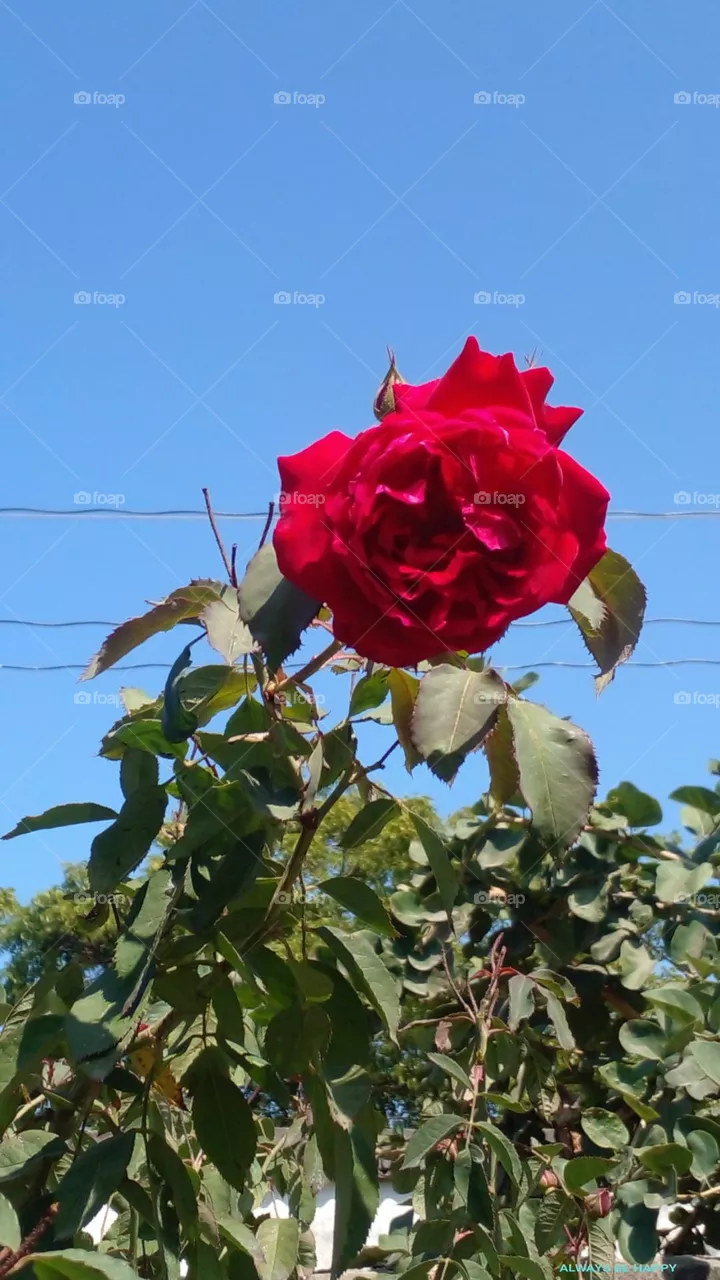 rose
