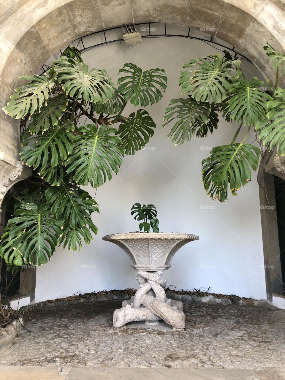 Green vegetation and the little fountain in the garden 