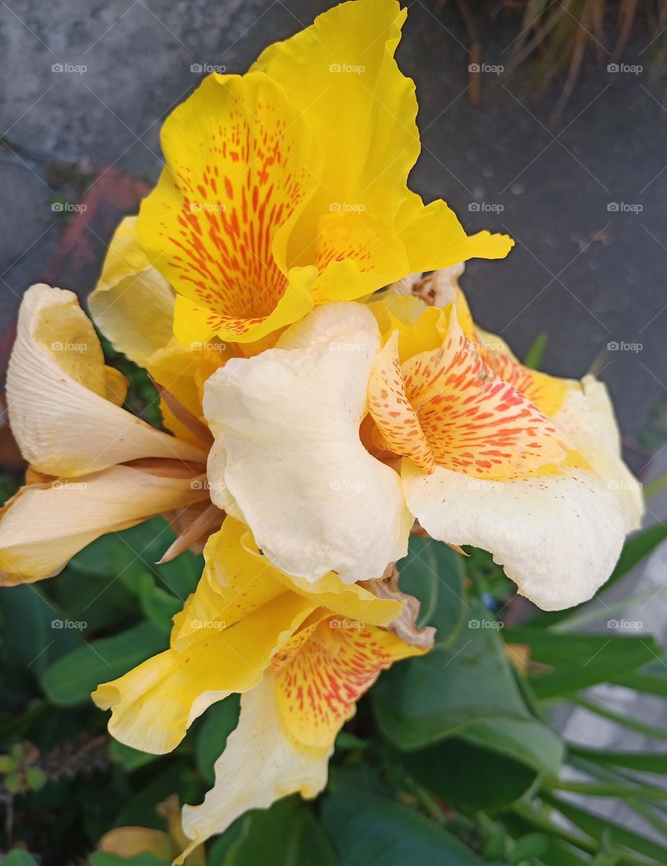 El color amarillo intenso en las flores es atractivo y  causa un efecto positivo en nuestra actitud.