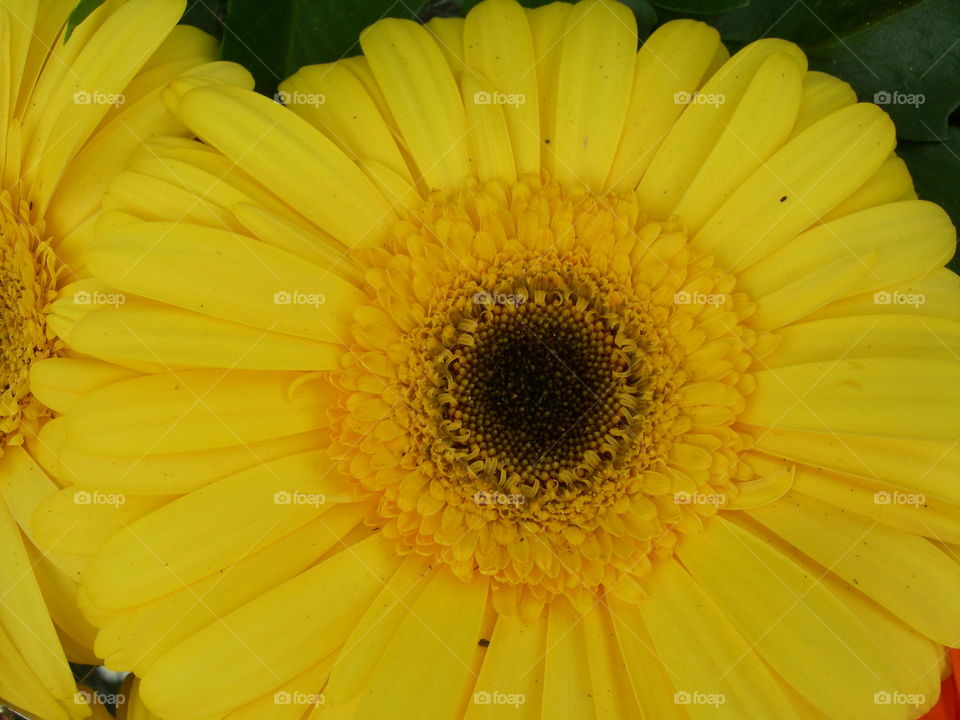 close up of yellow flower plant into a pot